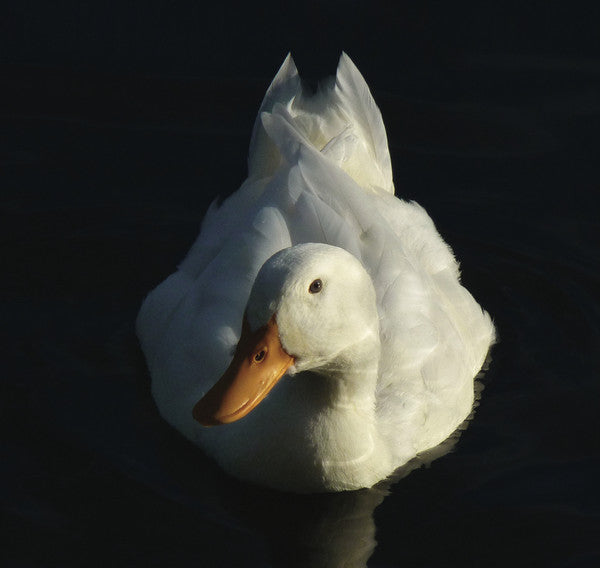 Andrew Cronshaw : Zithers (CD, Album)