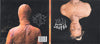 Anna B Savage : In|Flux (CD, Album)